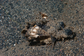 Spiny Devilfish Inimicus didactylus