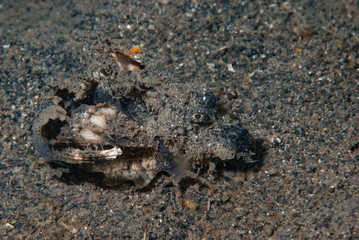 Spiny Devilfish Inimicus didactylus