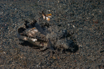 Spiny Devilfish Inimicus didactylus