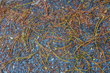 A gravel surface covered with green and yellow seed pods shed from an overhanging tree image for background use with copy space