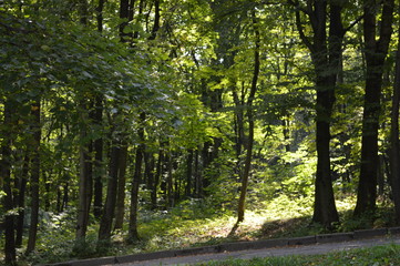Fototapeta premium path in the forest
