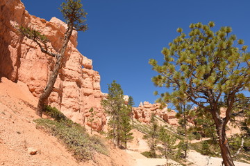 landscape on the bryce canyon in the united states of america