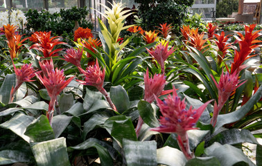 sale of colorful ornamental plants in a nursery