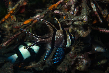 Banggai Cardinalfish Pterapogon kauderni
