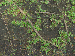 tree root on ground