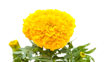 Tagetes isolated on white