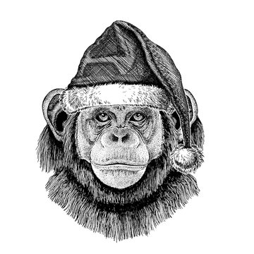 shimpanze_christmas_hat