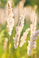 golden dry grass at sunset