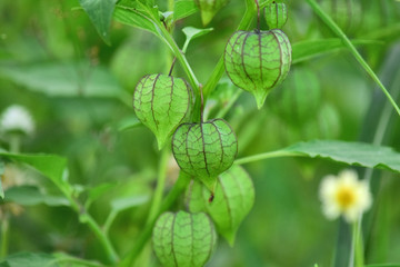 natural background of Physalis angulata L. close-up photo of Physalis angulata L