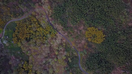 AERIAL VIEW OF TREES AND A ROAD