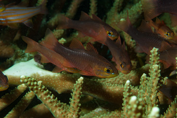 Plain Cardinalfish Apogon apogonides