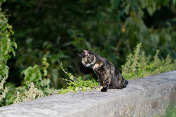 Naklejka premium Freigestellte sitzende Katze lauert nachts auf Beute in der Seitenansicht