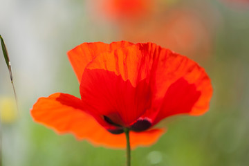flora of Gran Canaria - red poppy