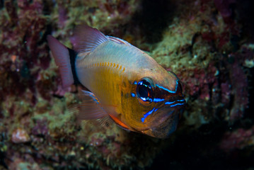 Ring-Tail Cardinalfish Apogon fleurieu