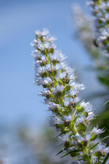 flora of Gran Canaria - Echium