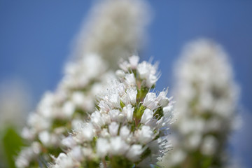 flora of Gran Canaria - Echium