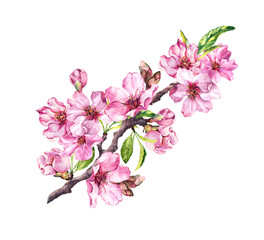 Naklejka na ściany i meble Pink apple flowers, sakura, almond flowers. Watercolor flowering branch