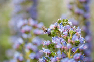 flora of Gran Canaria - Echium