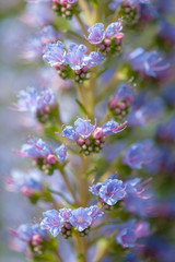 flora of Gran Canaria - Echium
