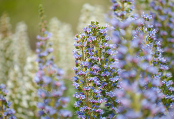 flora of Gran Canaria - Echium