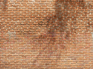 old brick wall with tree shadow