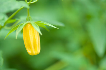 flora of Gran Canaria - Canarina canariensis