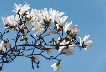 Blooming magnolia tree