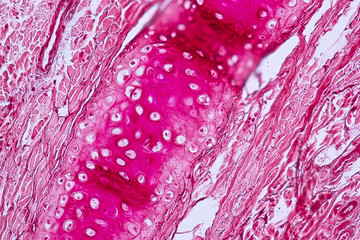 Education anatomy and Histological sample Elastic cartilage Tisue under the microscope.