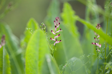 Obraz premium Flora of Gran Canaria - Fumaria