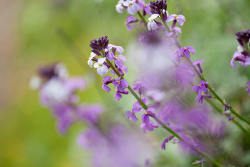 Obraz premium flora of Gran Canaria - Erysimum albescens