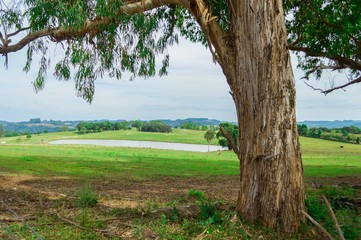 depth of field red cow lake and tree green grass