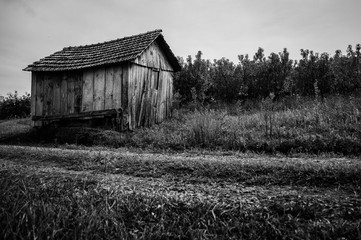 Obraz premium Old wooden house in the forest trees grass and sky black and white
