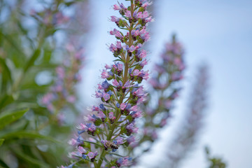 flora of Gran Canaria - Echium