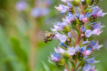 flora of Gran Canaria - Echium