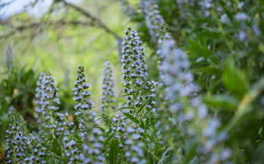 flora of Gran Canaria - Echium
