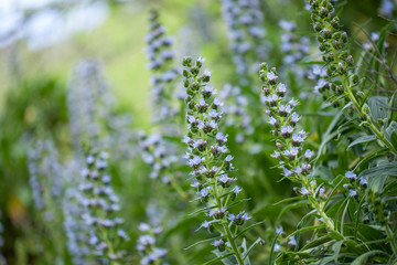 flora of Gran Canaria - Echium