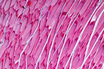 Education anatomy and Histological sample Striated (Skeletal) muscle of mammal Tissue under the...