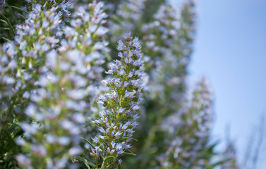flora of Gran Canaria - Echium