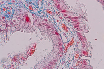 Education anatomy and Histological sample Simple columnar epithelium Tissue under the microscope.