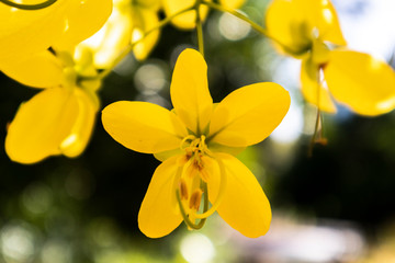 Fototapeta premium flower-yellow