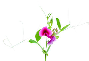 flora of Gran Canaria - Tangier pea