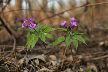Dentaria glandulosa spring flower. 