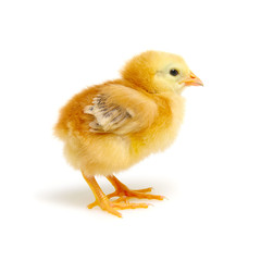 Chick isolated on white