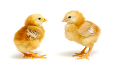  little newborn chickens isolated on white background