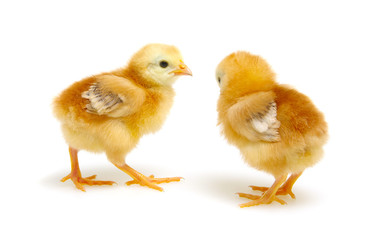 Chicks isolated on white