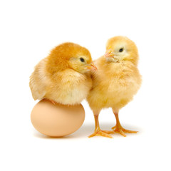 brown egg and chicks isolated on a white