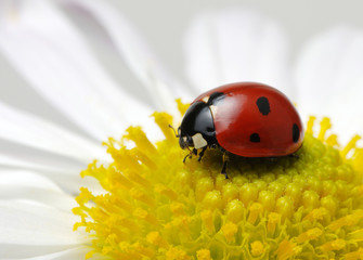 Ladybug on chamomiles