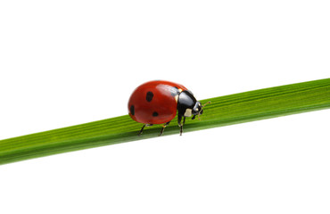 Ladybug on grass