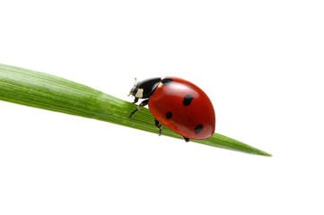 Ladybug on grass