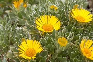 flora of Fuerteventura - Asteriscus sericeus